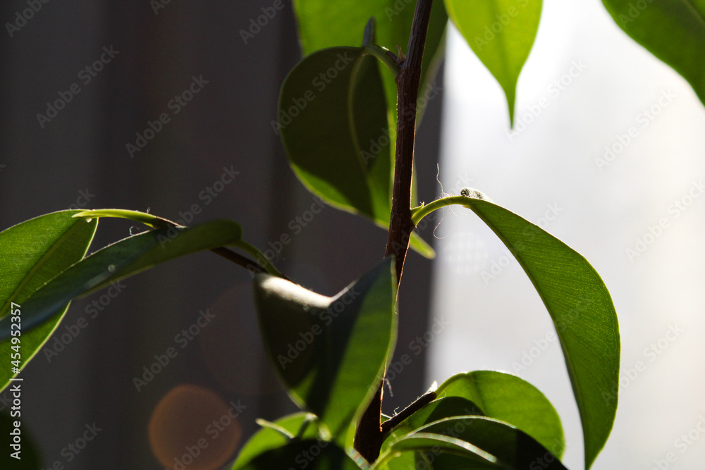 Fototapeta premium leaves