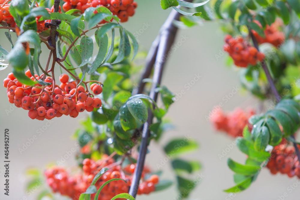 Fototapeta premium Rowan branch after rain in early autumn. Selective focus, close-up.