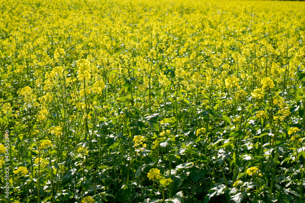 Obraz premium field of yellow flowers