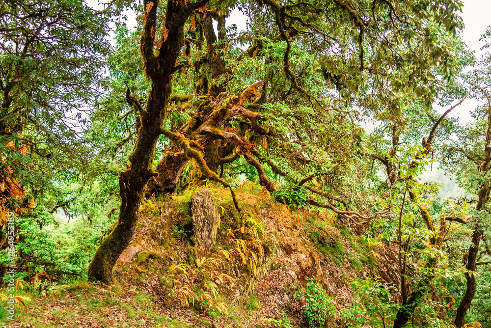 View enroute to forested trekking trail of Binsar wildlife sanctuary at Almora, Uttarakhand, India. View enroute to forested trekking trail of Binsar wildlife sanctuary at Almora, Uttarakhand, India.