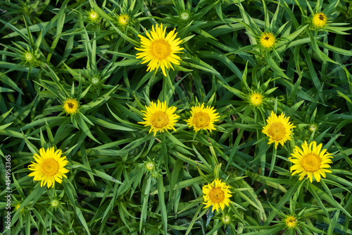 A group of flowering Dwarf golden asters growing in a garden. 