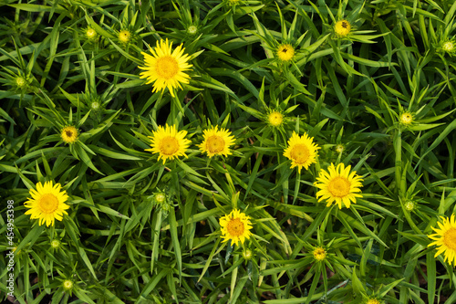 A group of flowering Dwarf golden asters growing in a garden.  photo