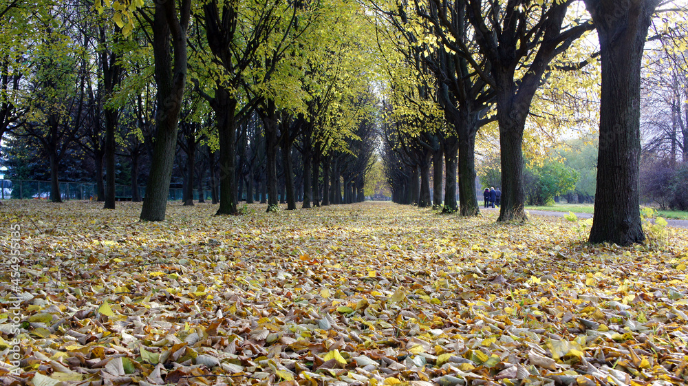 autumn in the park