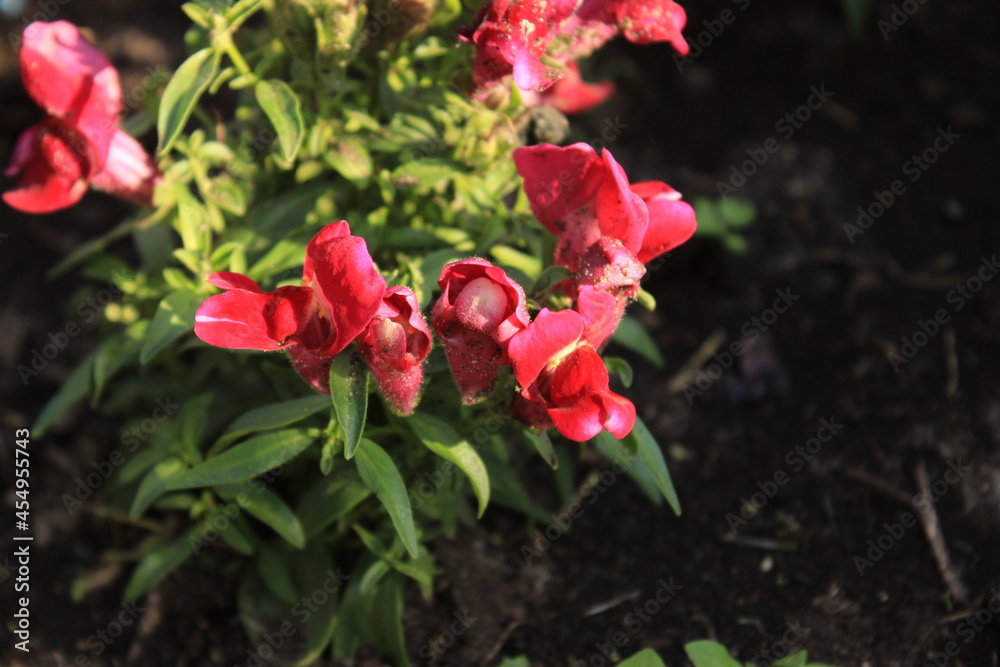 Fototapeta premium Small beautiful red flowers. Macro. Russia.