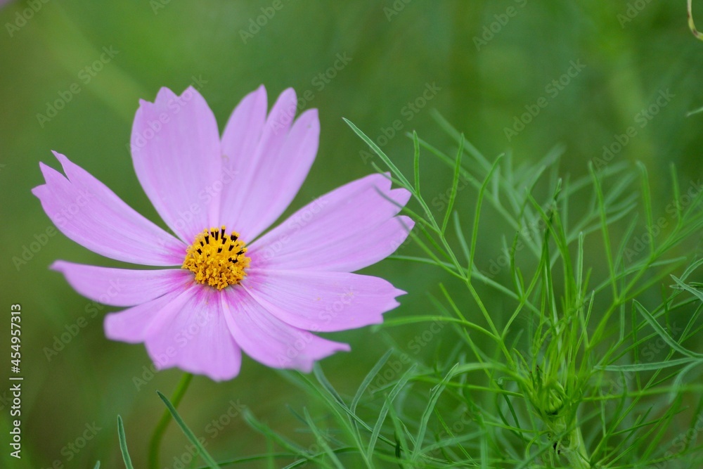 Obraz premium コスモス