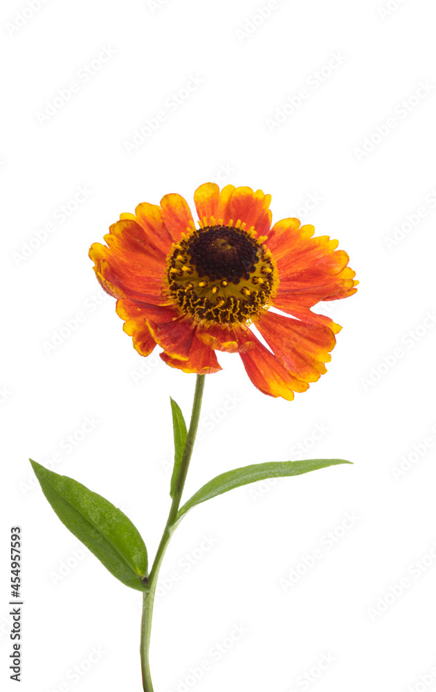 Helenium flower isolated Helenium flower isolated
