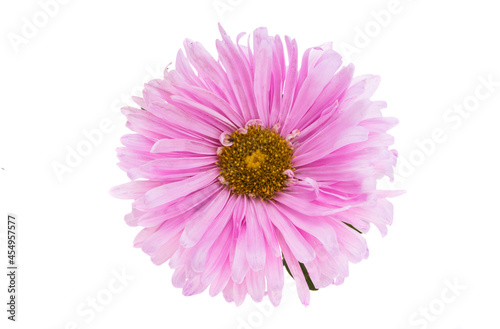 aster flower isolated