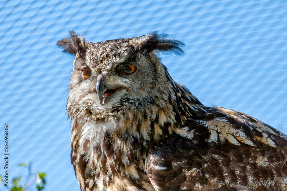 Obraz premium Close up of an Eurasian Eagle-Owl (Bubo bubo)
