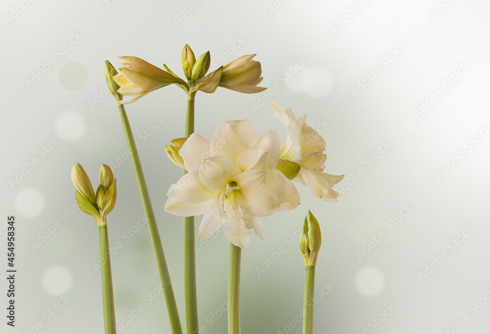 Obraz premium Hippeastrum (amaryllis) 