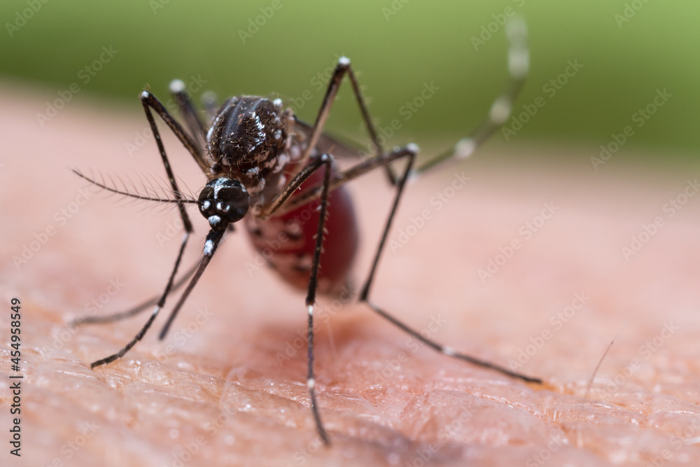Aedes aegypti Mosquito. Close up a Mosquito sucking human blood, Aedes aegypti Mosquito. Close up a Mosquito sucking human blood,