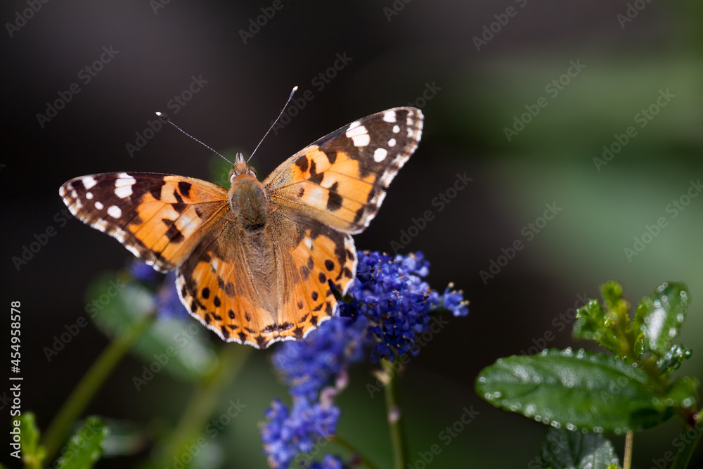 Close-up of a Painted Lady (Vanessa cardui) Close-up of a Painted Lady (Vanessa cardui)
