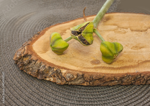 Ripe seeds of hippeastrum (amaryllis) photo