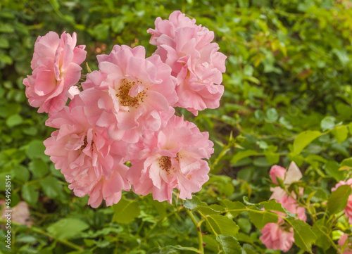 Blooming  pink  rose  in June in the garden