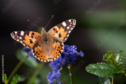 Close-up of a Painted Lady (Vanessa cardui) © philipbird123