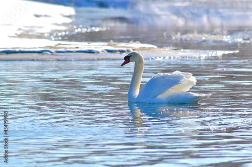 swan on the water in winter