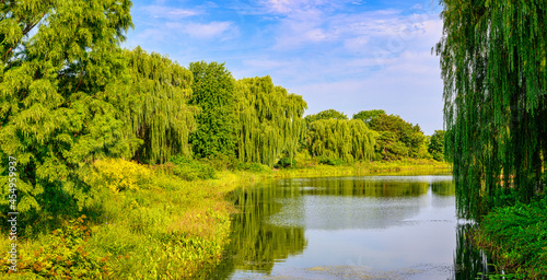 Fototapeta Naklejka Na Ścianę i Meble -  lake in the willows
