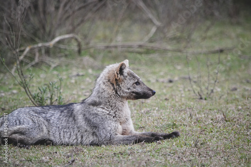 wild dog
