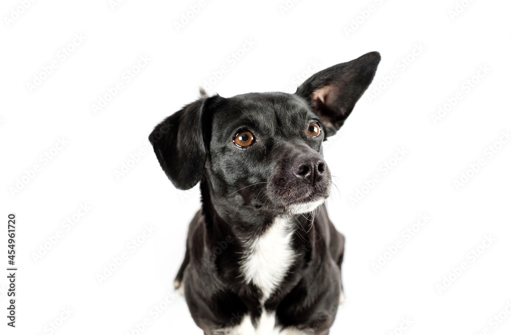 small black breedless dog portrait, mixed breed canine looking curious on isolated white background