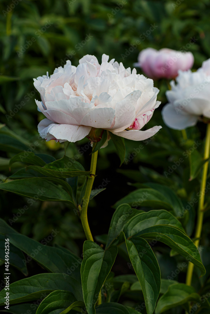 Beautiful Duscher  pale  pink white flower peony lactiflora in summer garden, close-up