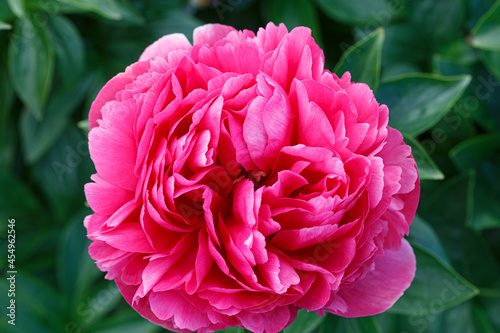 Beautiful Mary Jo Legare  pink baroque flower peony lactiflora in summer garden, close-up photo