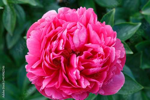 Fototapeta Naklejka Na Ścianę i Meble -  Beautiful Mary Jo Legare  pink baroque flower peony lactiflora in summer garden, close-up