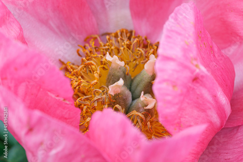 Fotografía Beautiful Constance Spry  rose pink flower peony lactiflora macro