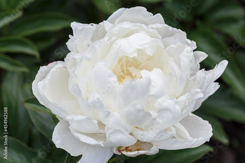 Beautiful Alice Harding  white flower peony lactiflora in summer garden, close-up photo