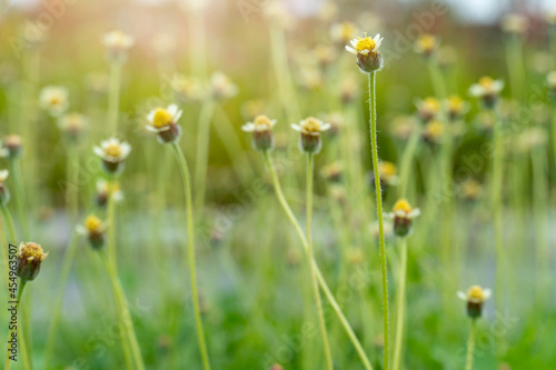 Abstract and blurred of Flowers Coat buttons, Mexican daisy, on the tops of white grass, yellow stamens, beautiful bouquets in the evening. © thongchainak