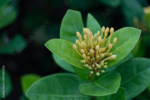 Abstract top view of light orange stamens of ixora on the top of the tree. © thongchainak