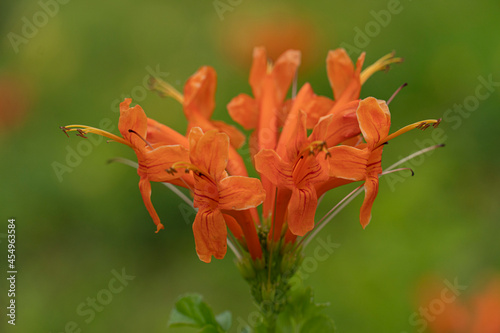 Abstract of Pyrostegia venusta orange color flower. with blurred background green color from other tree.