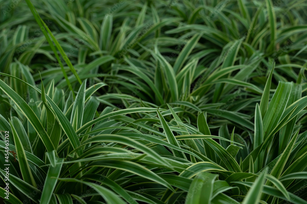Tilt angle Ophiopogon jaburan Tilt angle Ophiopogon jaburan