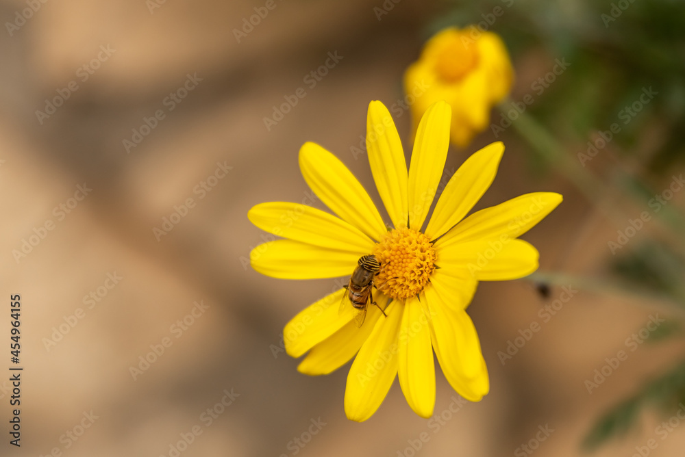Wild yellow daisies with a bee in nature in rural northern Israel
Wild yellow daisies with a bee in nature in rural northern Israel
