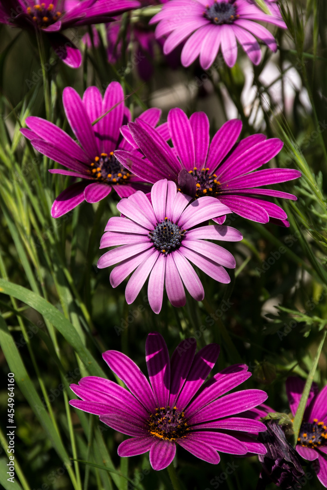 Obraz premium Beautiful pink daisies in someone's garden in Kiryat Tivon in northern Israel 