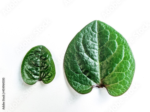 Anredera cordifolia leaf on white isolated background. herbal plant. photo