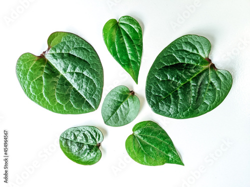 Anredera cordifolia leaf on white isolated background. herbal plant. photo