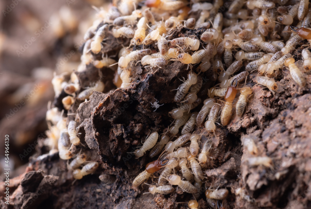 macro of small termite in nature for background macro of small termite in nature for background