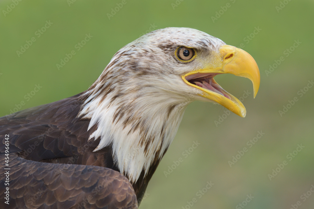Young bald eagle head with its beak open. Young bald eagle head with its beak open.