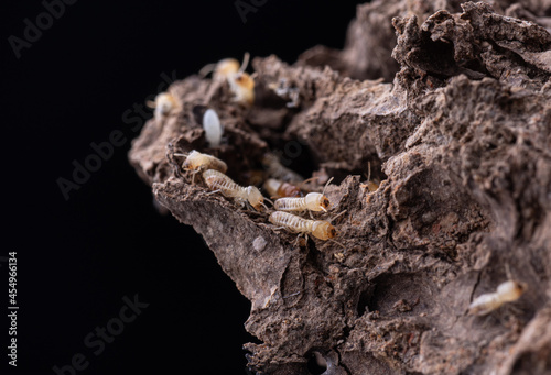 macro of small termite in nature for background