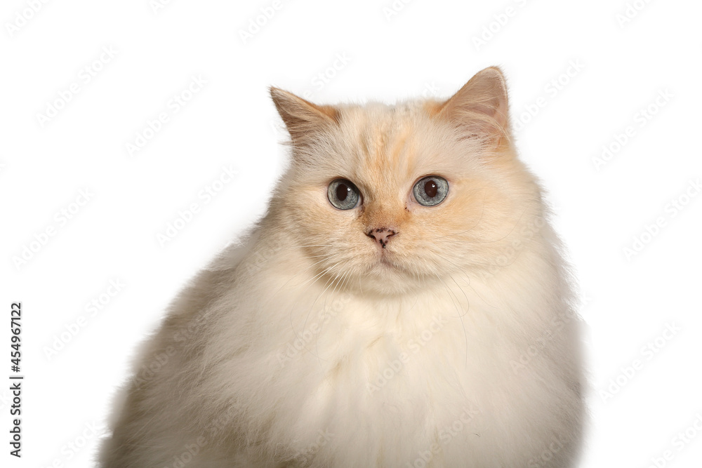 Beautiful cat in front of a white background