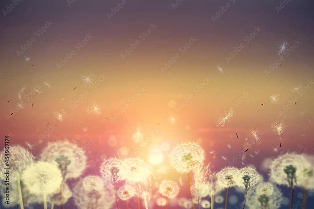 Beautiful fluffy dandelions and flying seeds outdoors at sunset Beautiful fluffy dandelions and flying seeds outdoors at sunset