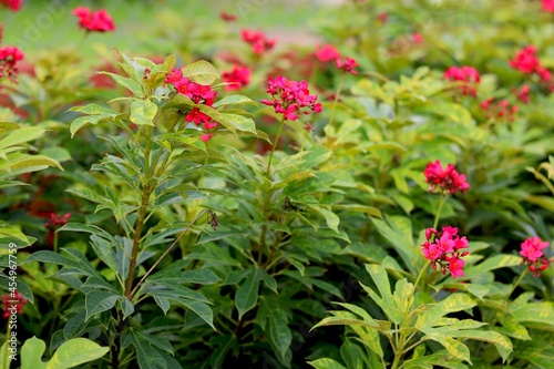 Wallpaper Mural Small pink flower with green leaf background Torontodigital.ca