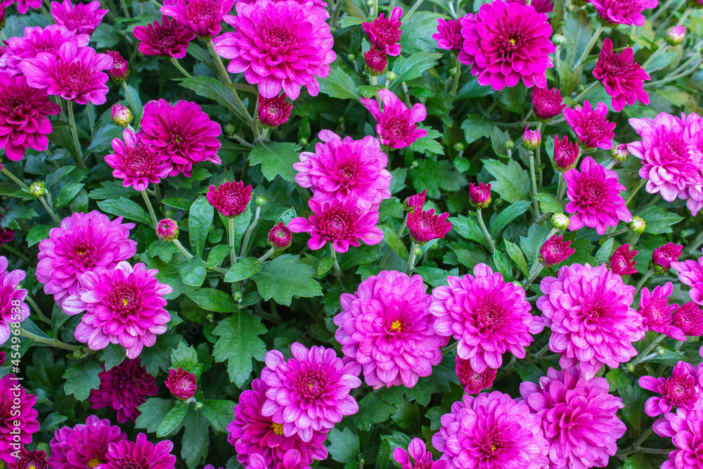 Red aster in the flowerbed. High quality photo. Red aster in the flowerbed. High quality photo.