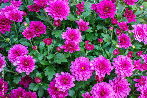 Red aster in the flowerbed. High quality photo.
