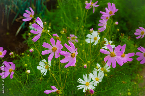 Fototapeta Naklejka Na Ścianę i Meble -  pink flowers in the grass