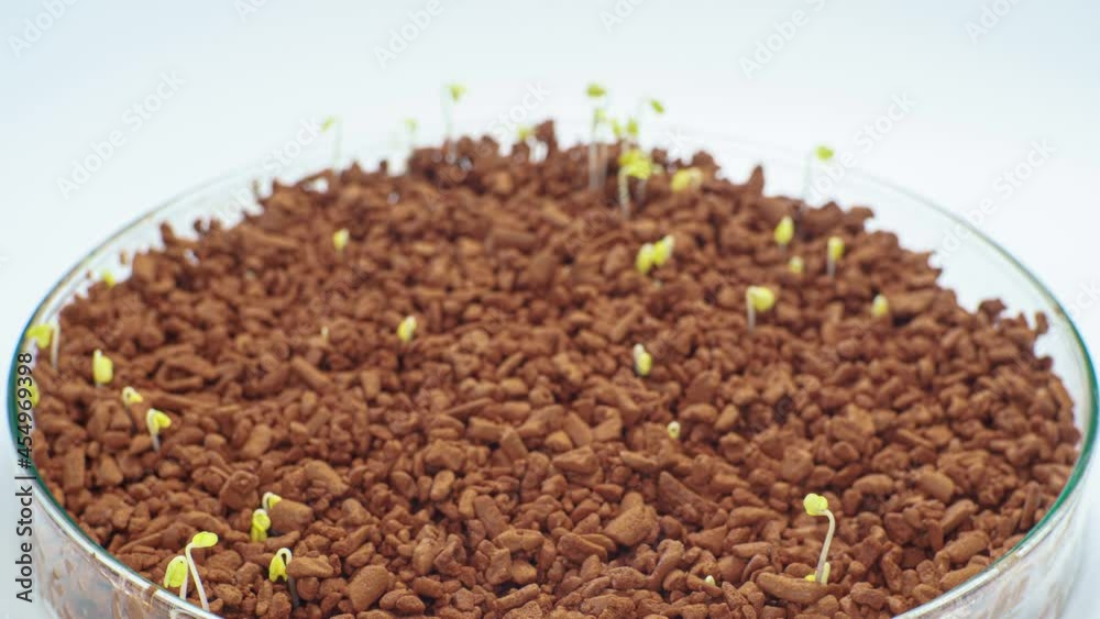 Time lapse germination of sprouts of green plants Time lapse germination of sprouts of green plants