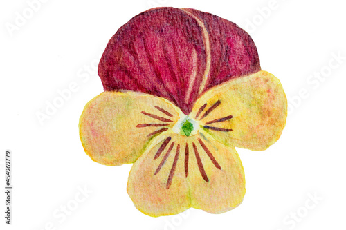 Handwritten pansy flower image drawn with watercolors  photo