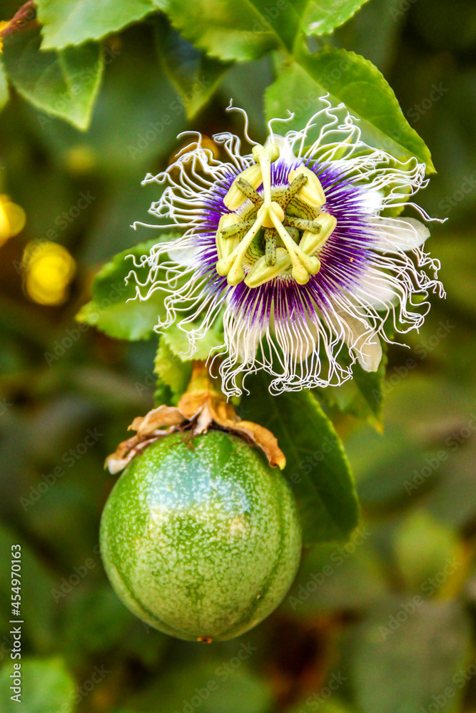 Close up of purple and white Passion flower and passion fruit with green blurred natural background in Israel
Close up of purple and white Passion flower and passion fruit with green blurred natural background in Israel
