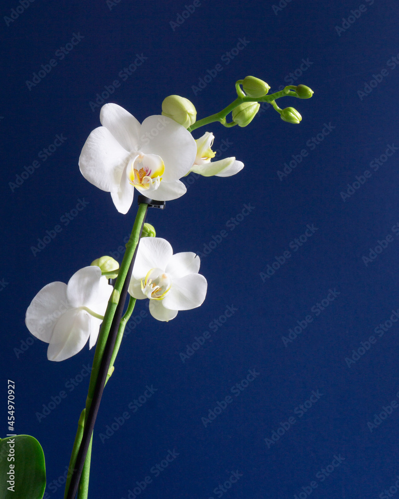 Obraz premium Orchidee weiss