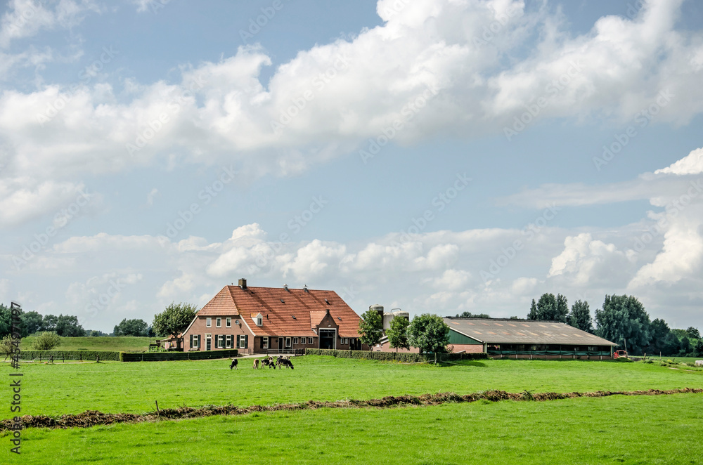Fototapeta premium Zwolle, The Netherlands, August 10, 2021: traditional farmhouse with cows and a large barn under a friendly sky