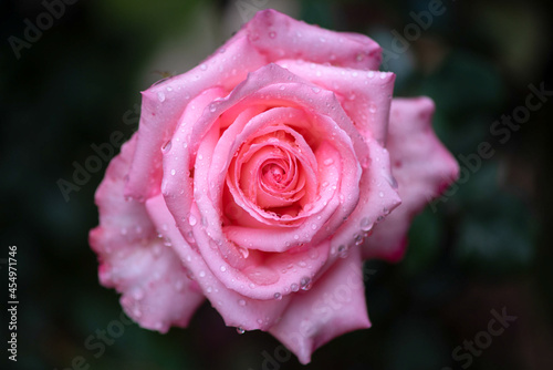 Beautiful pink single rose with natural green blurred background in Israel 